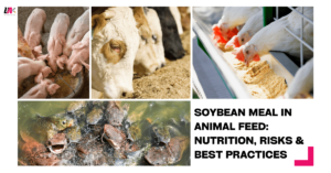Various livestock animals consuming soybean meal-based feed for optimal nutrition